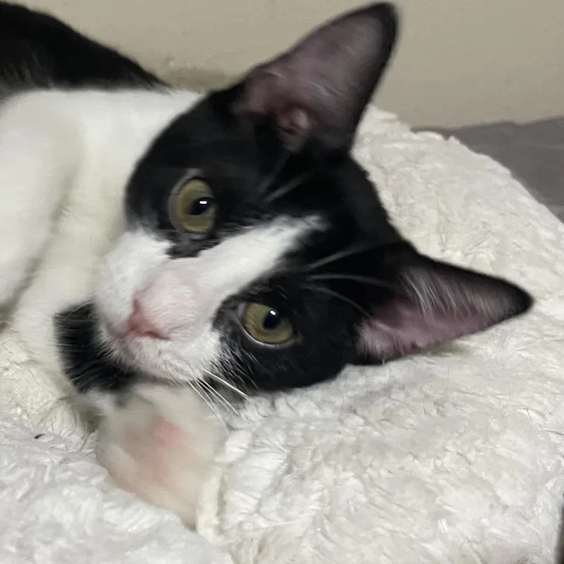 A baby small-sized female Black & White / Tuxedo Domestic Short Hair cat named Strawberry for adoption in Liverpool, TX