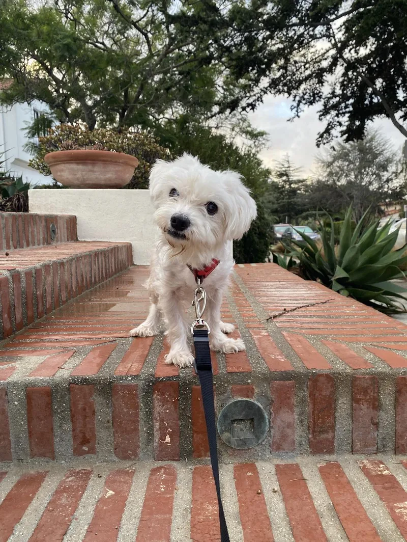 An adult small-sized female Maltese dog named Olivia for adoption in Los Angeles, CA