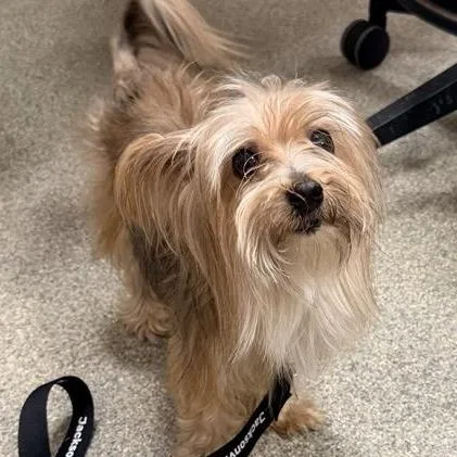 A senior small-sized female Yellow / Tan / Blond / Fawn Mixed Breed dog named Bebe for adoption in Jacksonville, FL