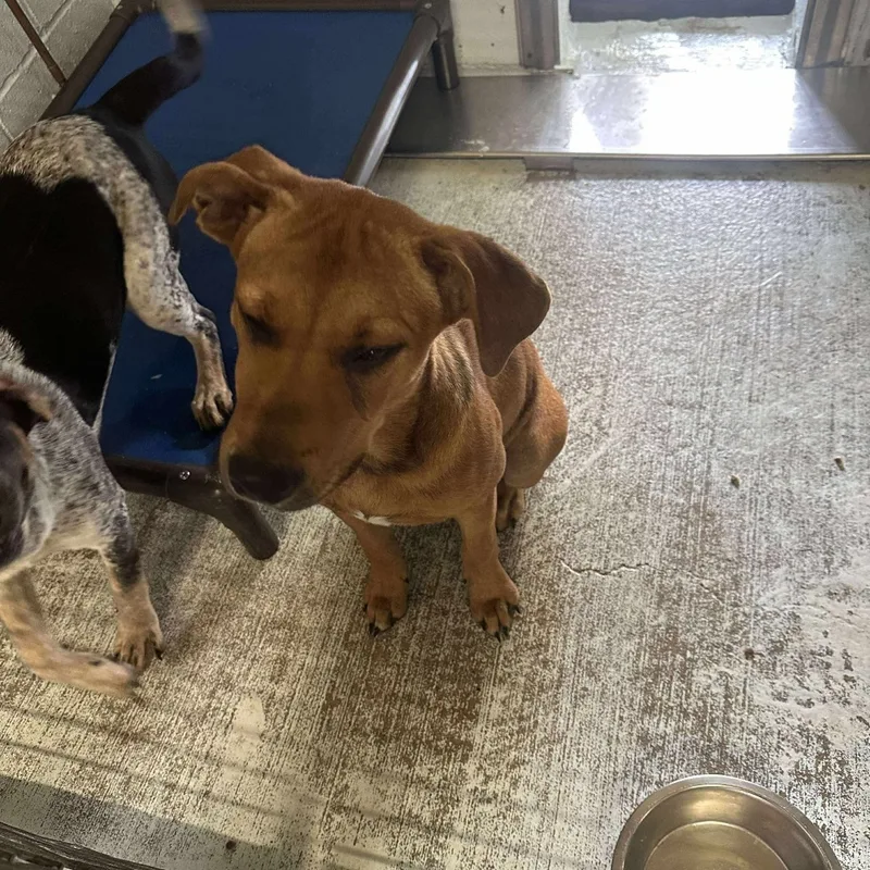 A baby medium-sized male Hound dog named Pokey for adoption in Bastrop, TX