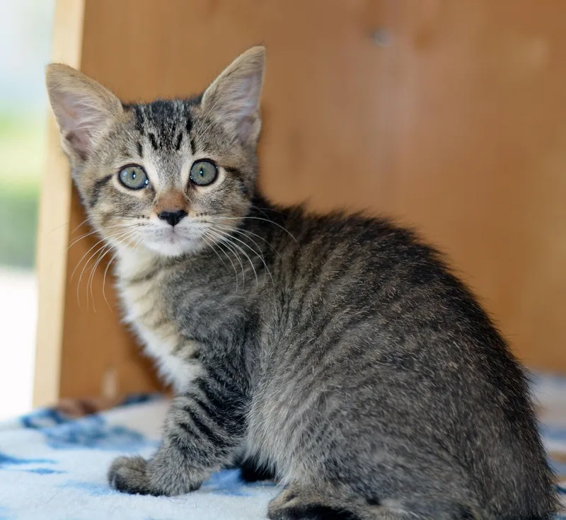 A baby medium-sized female Tabby cat named Robin for adoption in San Clemente, CA