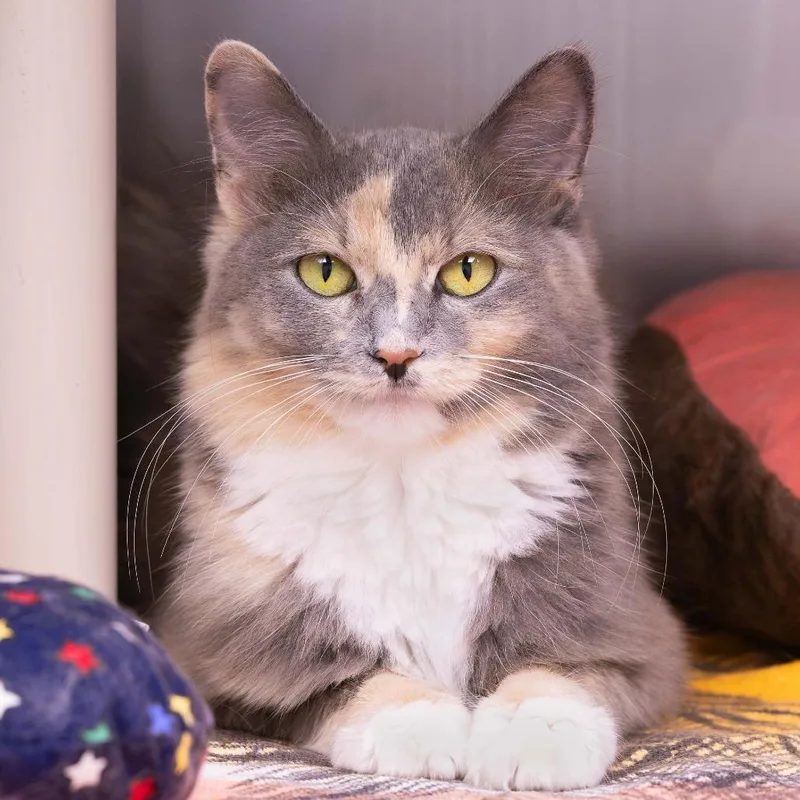 An adult medium-sized female Calico Domestic Medium Hair cat named Anna Banana for adoption in Mentor, OH