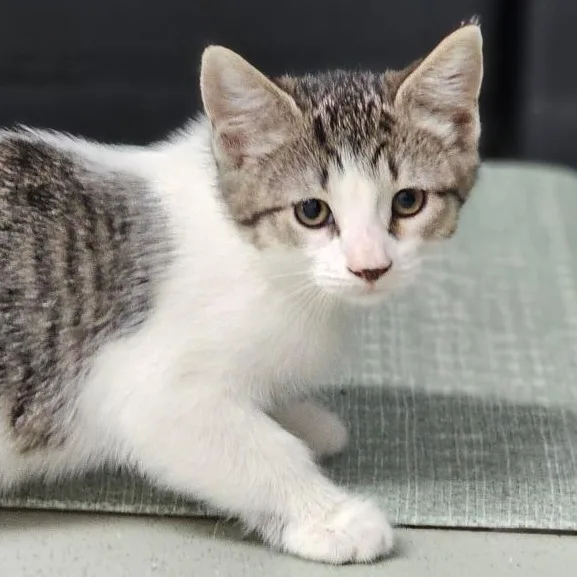 A baby medium-sized female Tabby (Brown / Chocolate) Domestic Short Hair cat named Vasser for adoption in Toledo, OH