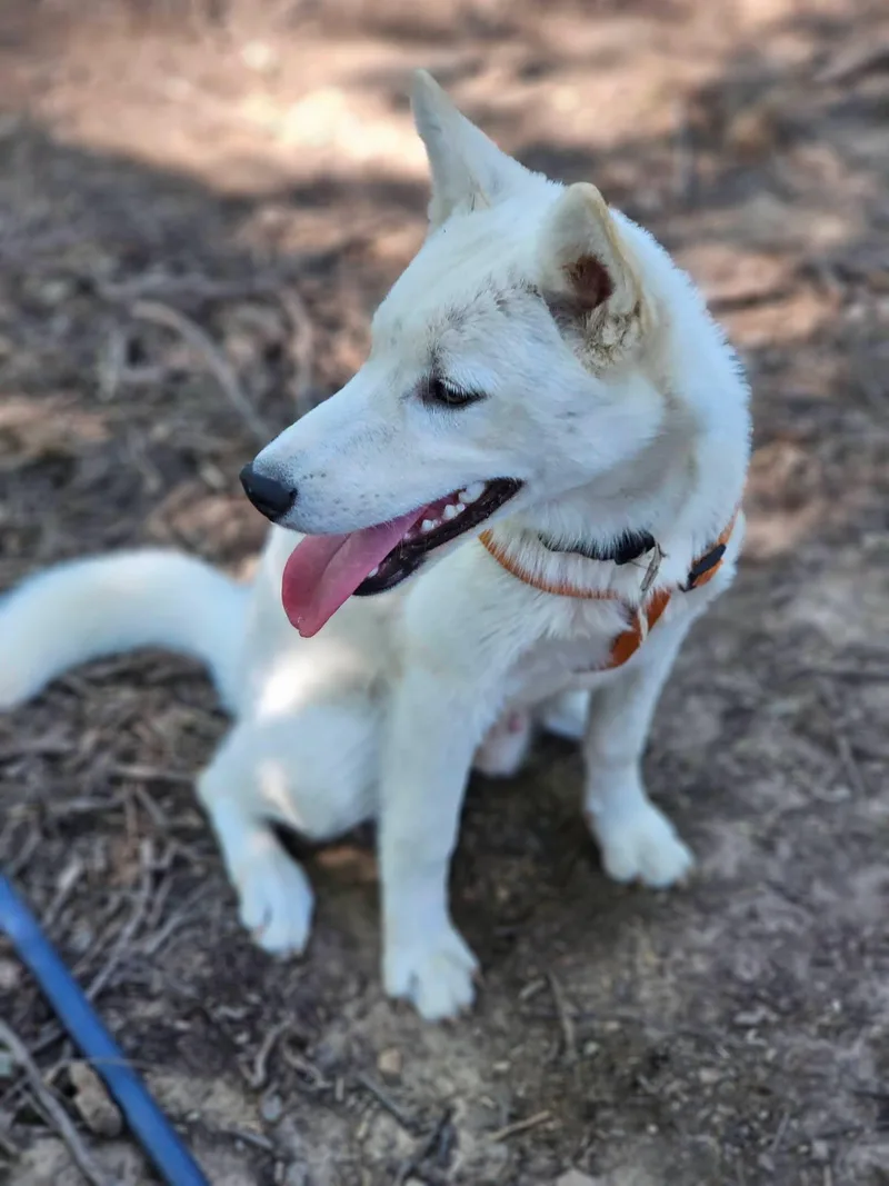 A young medium-sized male White / Cream Husky dog named Blizzard for adoption in Fort Payne, AL