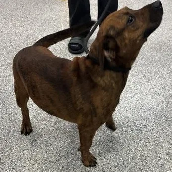 An adult medium-sized male Brindle Dachshund dog named Gremlin for adoption in Converse, TX