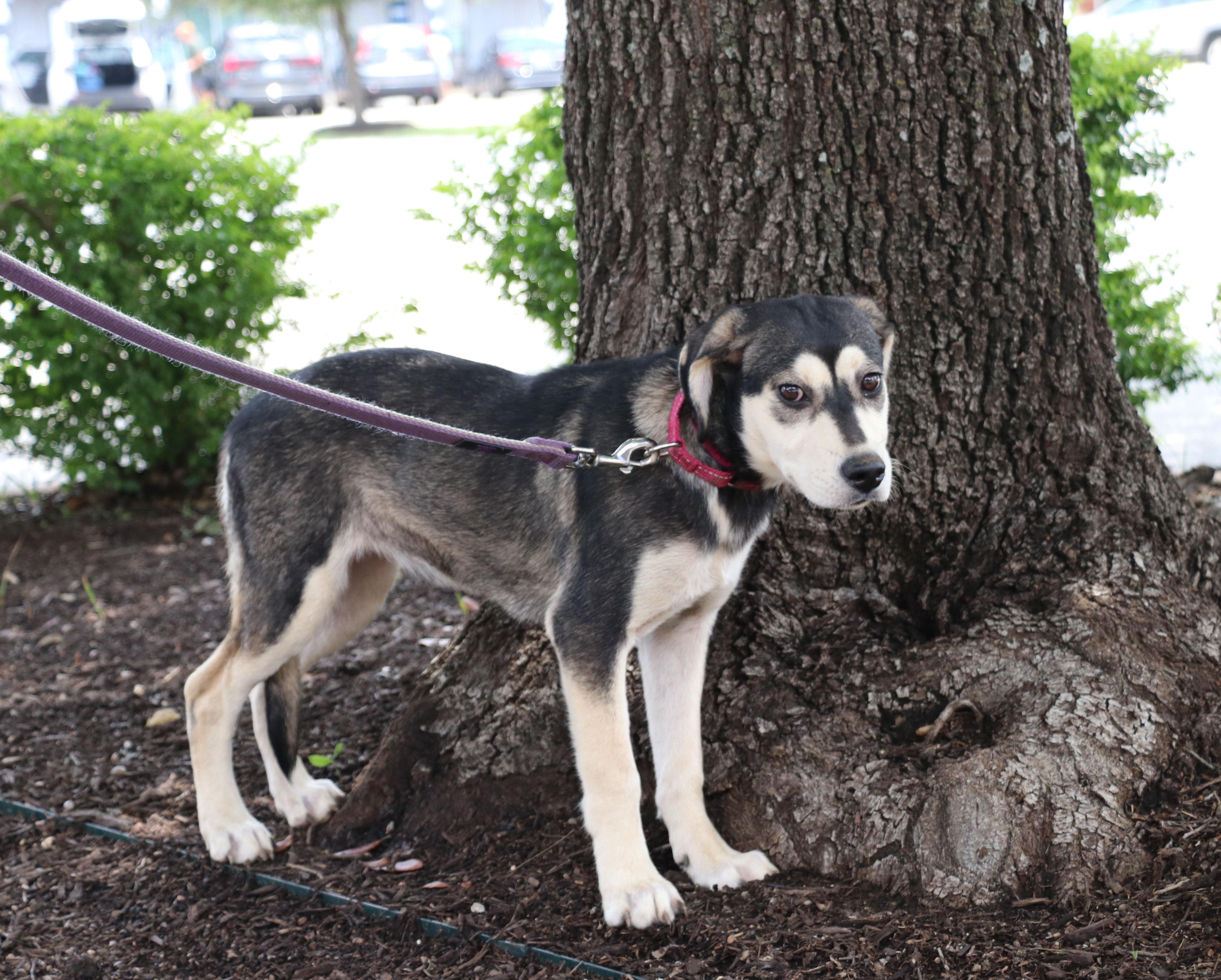 A young medium-sized female Gray / Blue / Silver Husky dog named Lady Sif for adoption in Pflugerville, TX