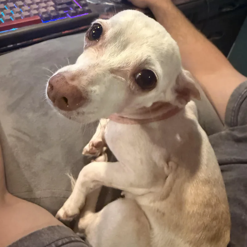 Little Miss