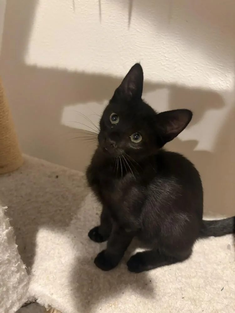 A baby small-sized male Black Domestic Short Hair cat named Maverick for adoption in Aurora, CO