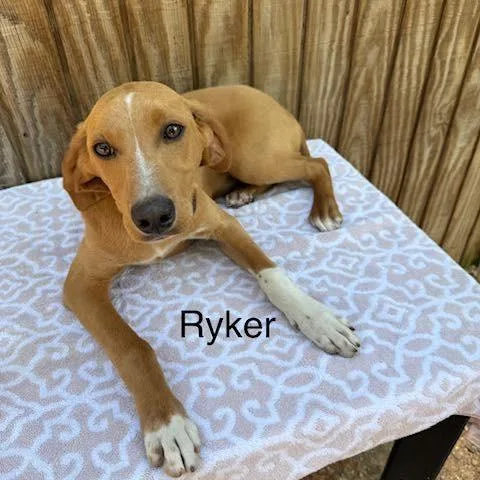 Ryker