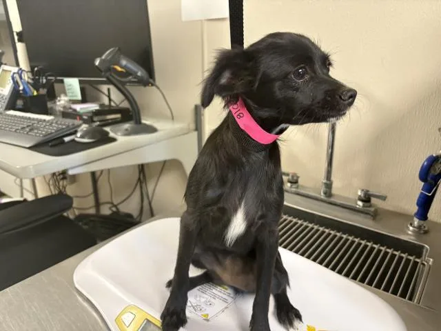 A baby small-sized female Chihuahua dog named A for adoption in Visalia, CA