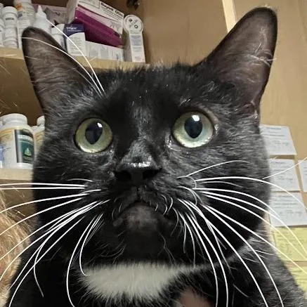 An adult large-sized female Black Domestic Short Hair cat named Lovaboo for adoption in DeKalb, IL