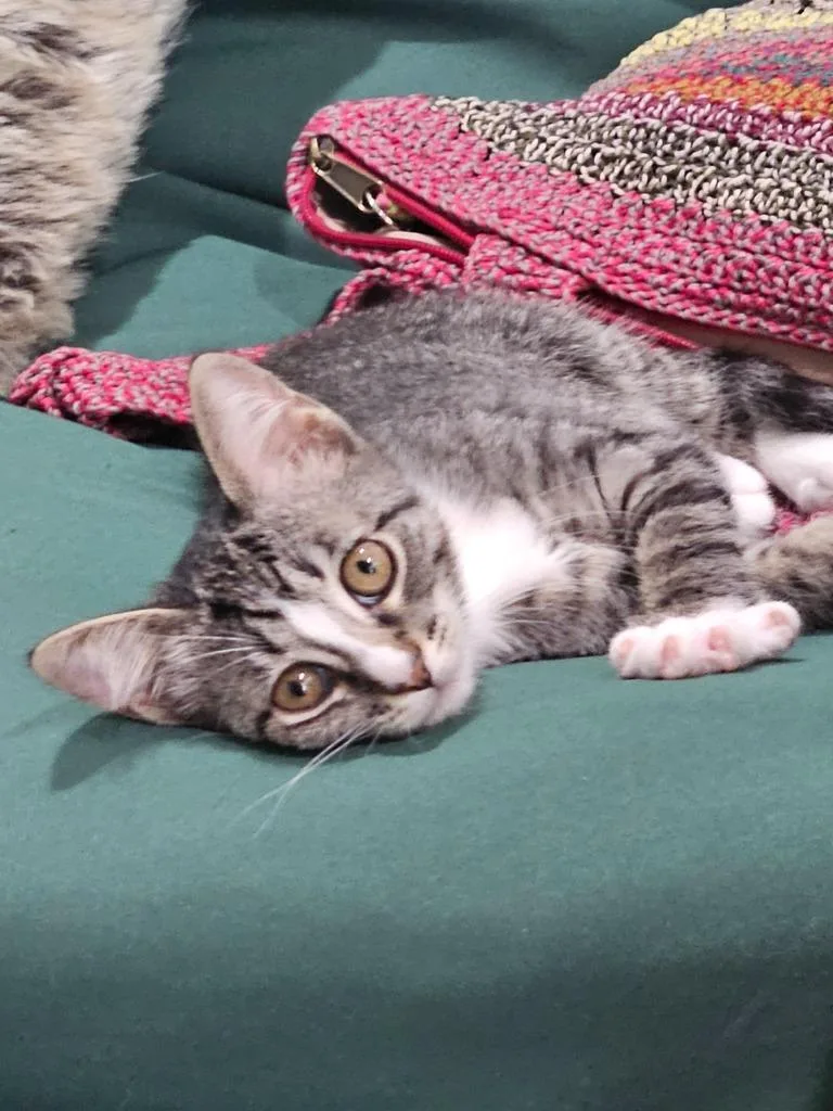 A baby medium-sized female Domestic Short Hair cat named Lacey for adoption in Manchester, TN
