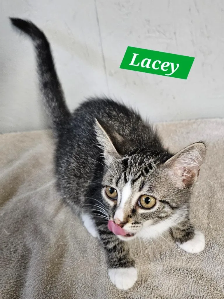 Lacey thumbnail 2