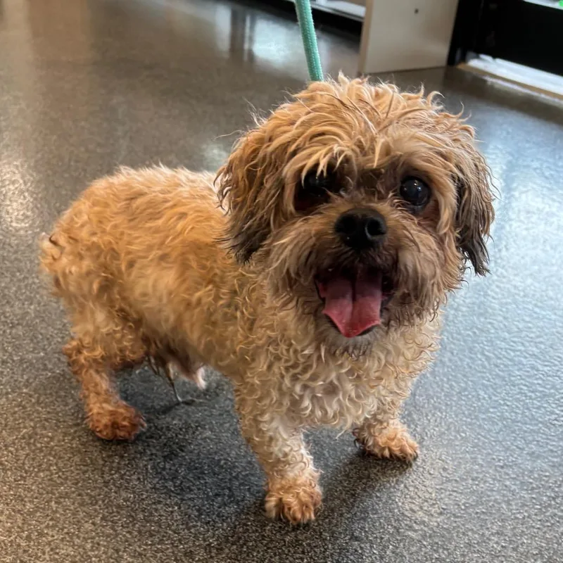 A senior small-sized male Yellow / Tan / Blond / Fawn Mixed Breed dog named Papster for adoption in Allentown, PA