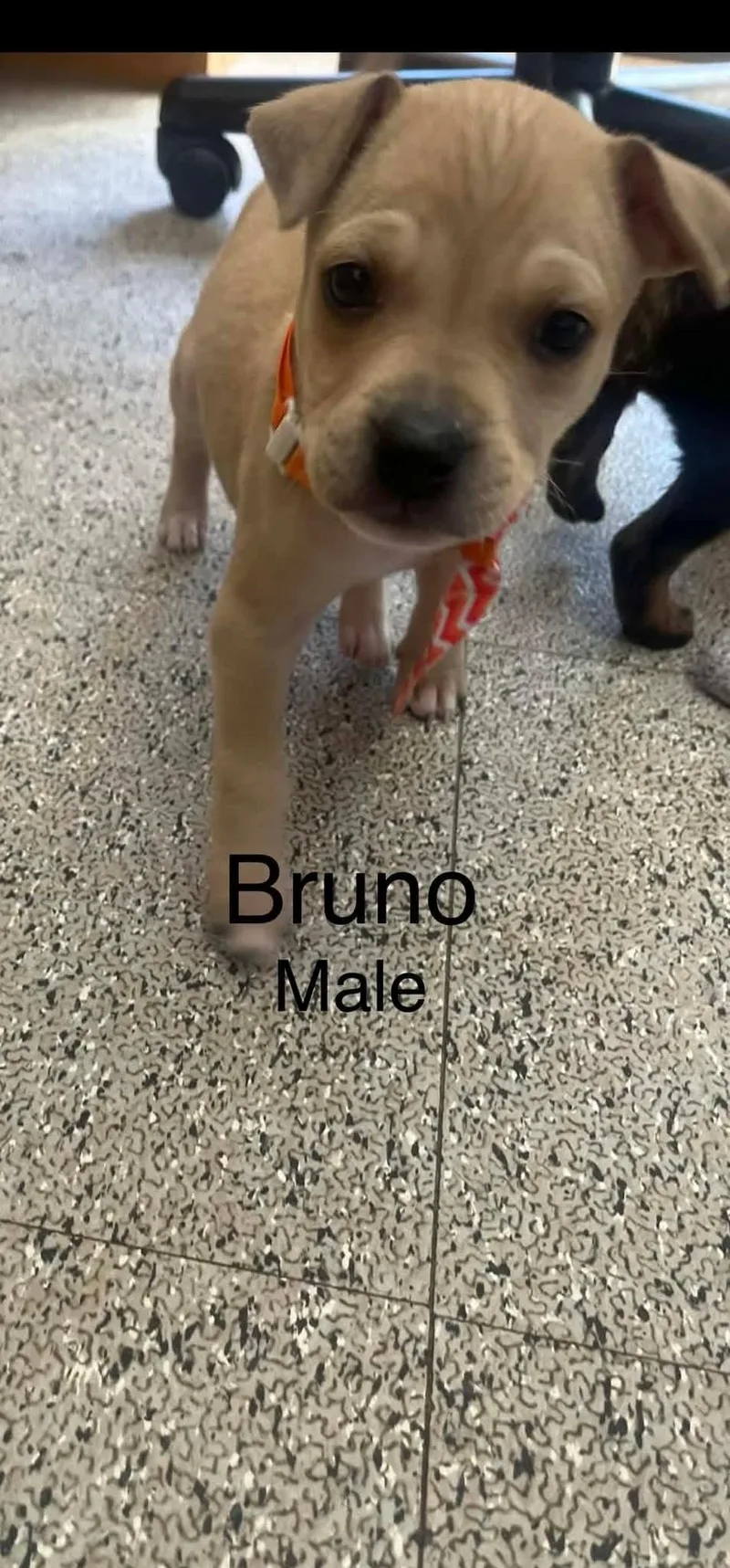 A baby medium-sized male Mixed Breed dog named Bruno for adoption in Harrodsburg, KY