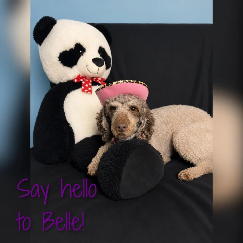 An adult small-sized female Yellow / Tan / Blond / Fawn Cavapoo dog named Belle for adoption in Fredericksburg, VA