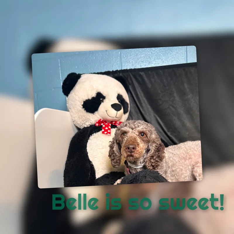 Belle thumbnail 3