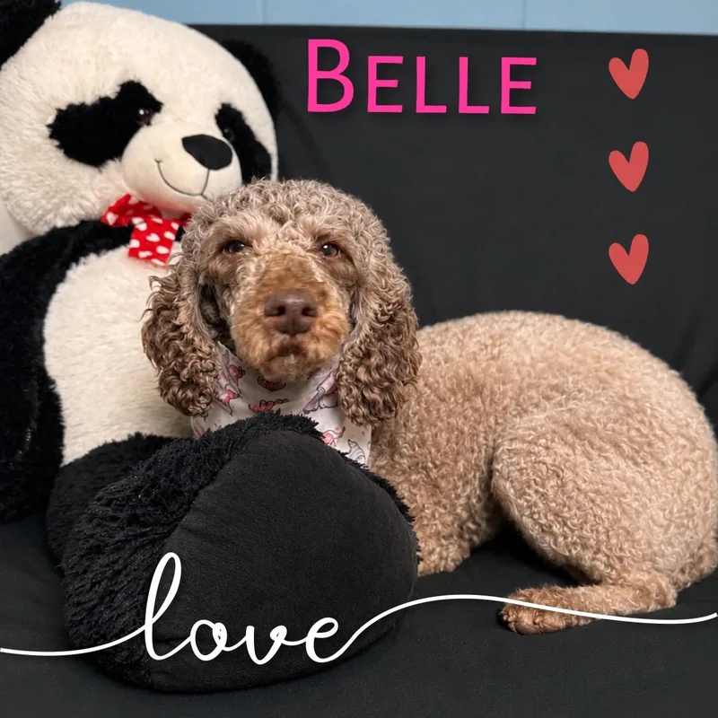 Belle thumbnail 4
