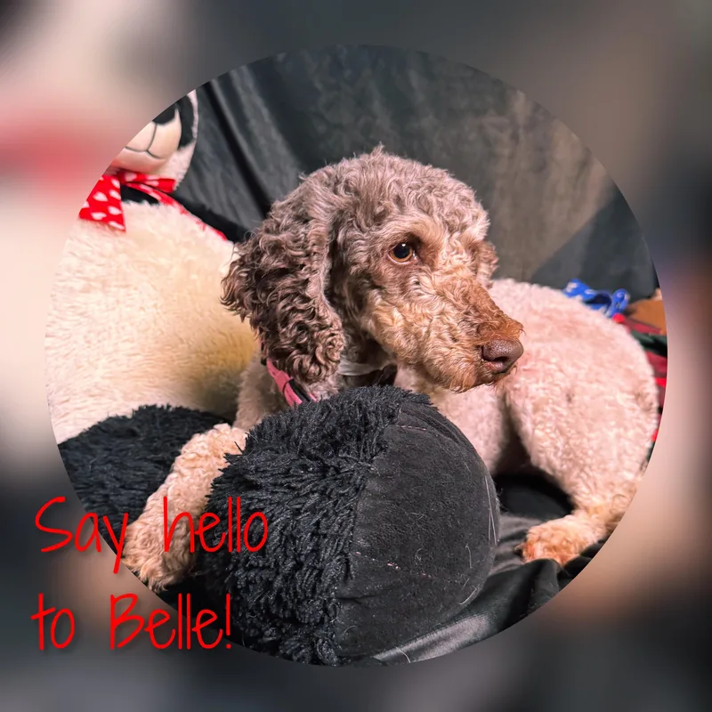 Belle thumbnail 5