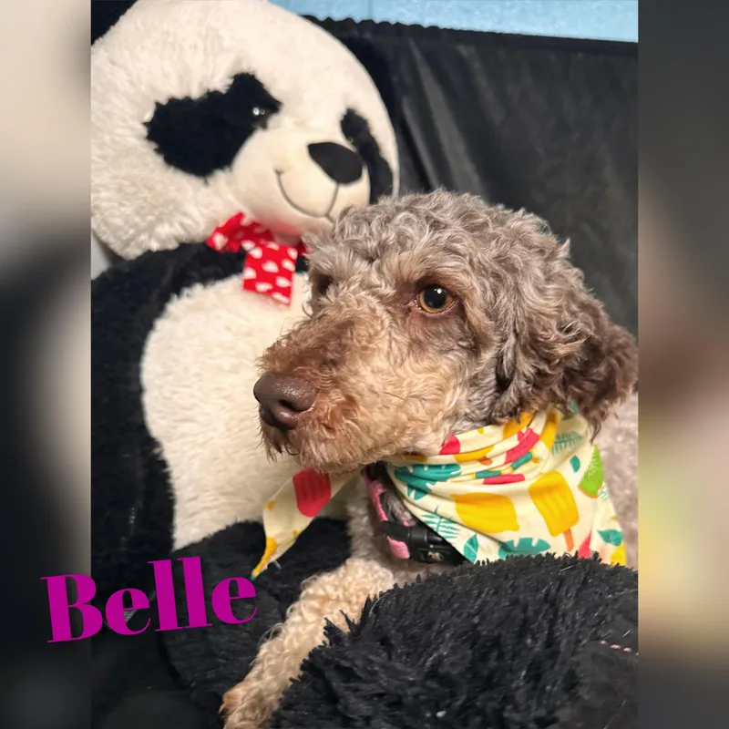 Belle thumbnail 6