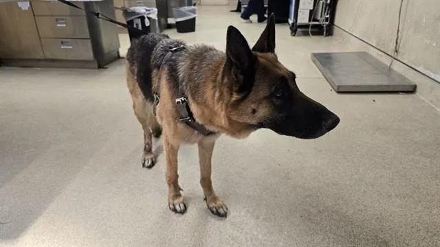 An adult large-sized female German Shepherd Dog dog named Jenni for adoption in Riverside, CA