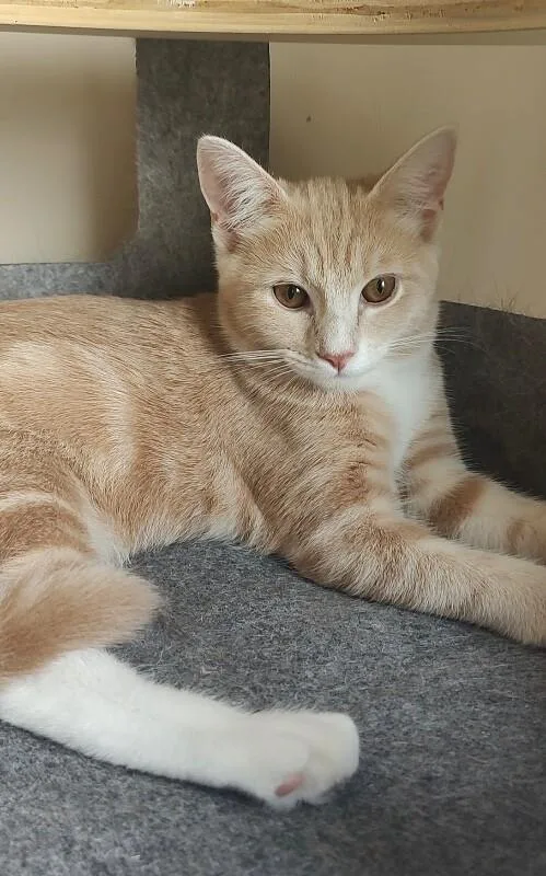 A young medium-sized female Buff / Tan / Fawn Domestic Short Hair cat named Savannah for adoption in North Babylon, NY