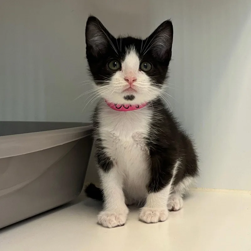 A baby small-sized male Black Domestic Short Hair cat named Benjamin for adoption in Oakland, CA