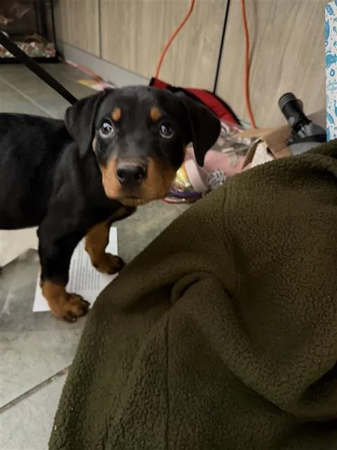 A baby medium-sized female Rottweiler dog named Isla for adoption in San Antonio, TX
