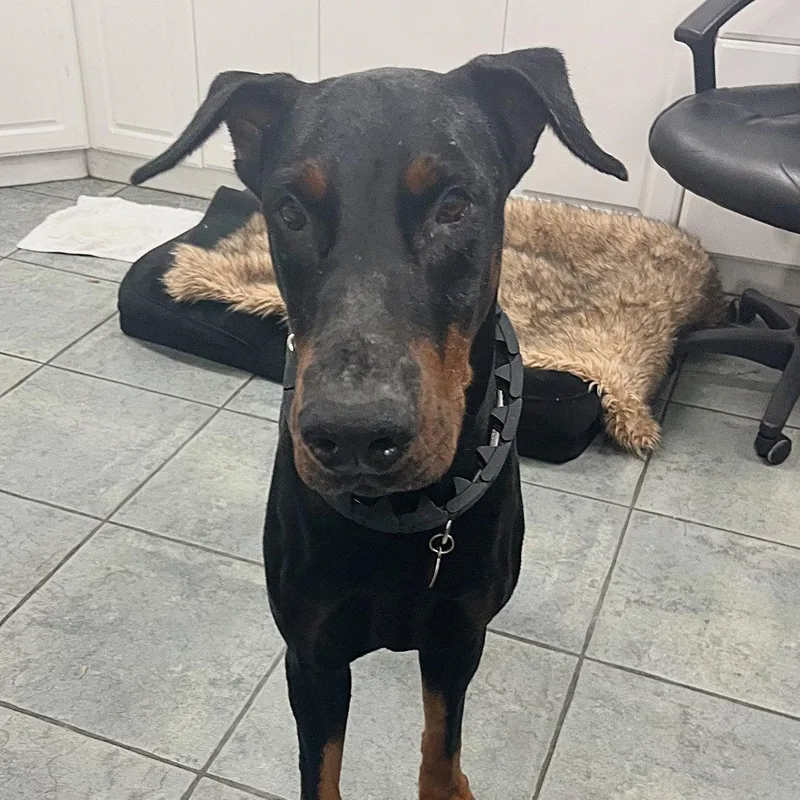 A young medium-sized male Doberman Pinscher dog named Magnum for adoption in Oakland Park, FL