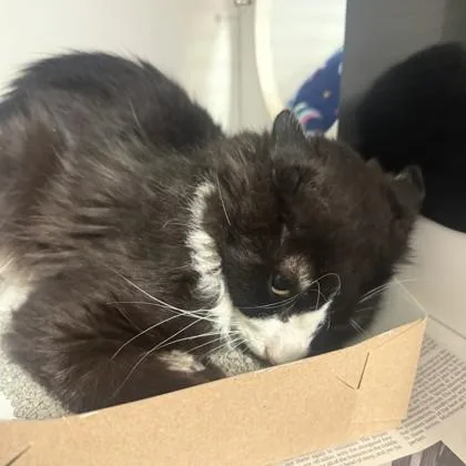 An adult medium-sized male Black & White / Tuxedo Domestic Medium Hair cat named Pocky for adoption in Phoenixville, PA