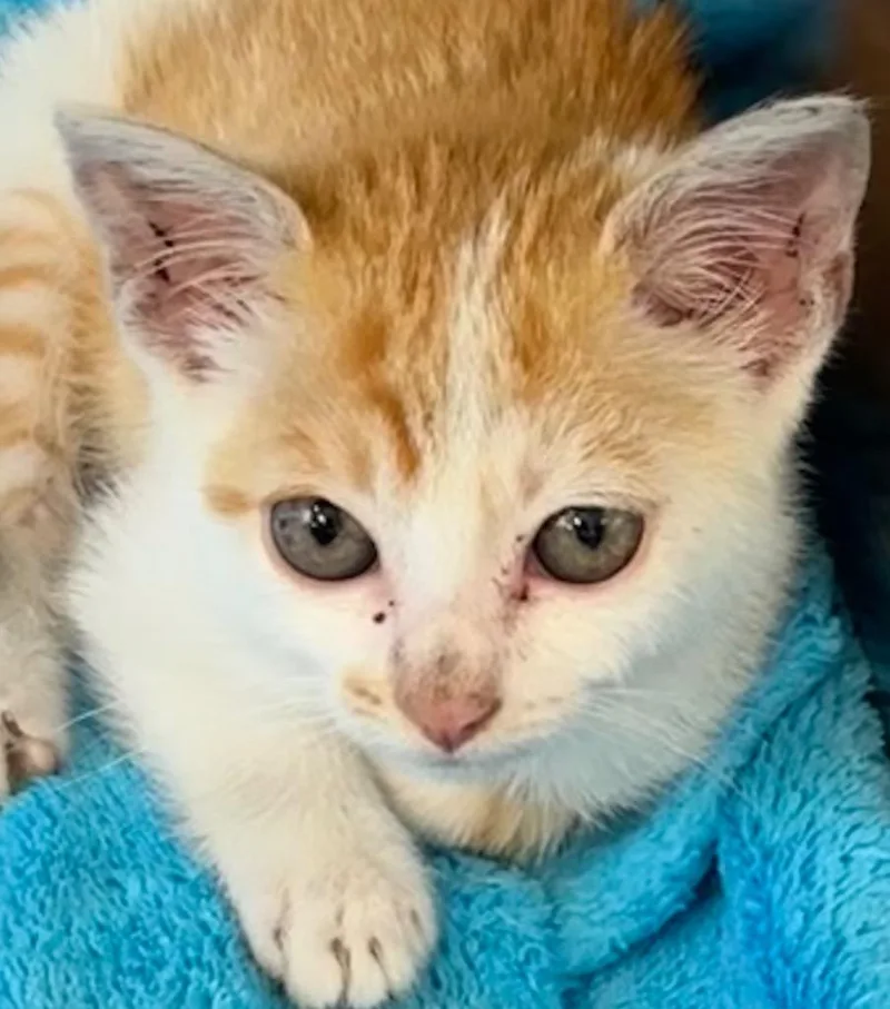 A baby small-sized male Domestic Short Hair cat named Theo for adoption in Elizabethton, TN