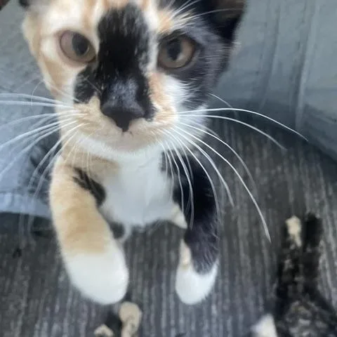 A baby medium-sized female Calico Domestic Short Hair cat named Dora for adoption in Oakville, WA