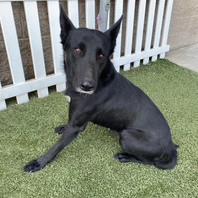 A young large-sized female Belgian Shepherd / Malinois dog named A for adoption in Modesto, CA