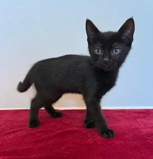 A baby medium-sized female Black Domestic Short Hair cat named Sriracha for adoption in Southern Pines, NC