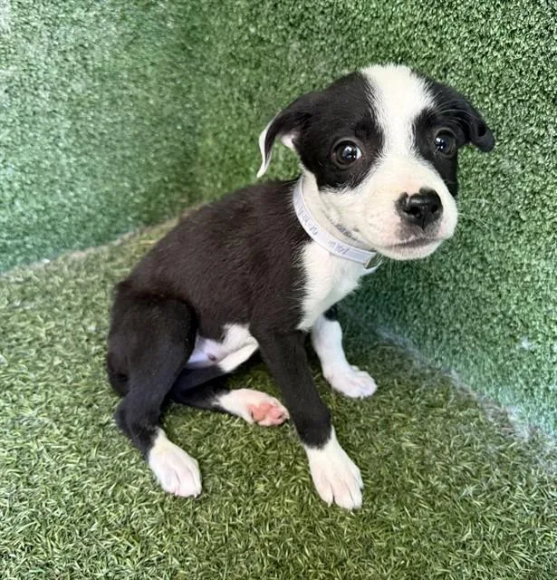 A baby small-sized female Labrador Retriever dog named Tootsie for adoption in Lancaster, CA