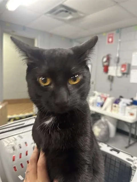 A young medium-sized male Domestic Short Hair cat named Lucas for adoption in Casper, WY