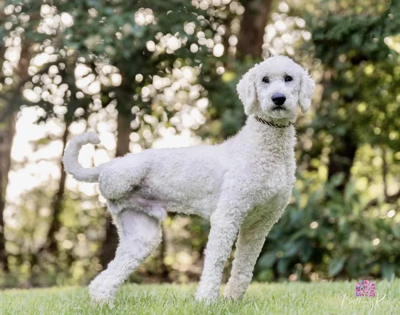 An adult medium-sized male White / Cream Standard Poodle dog named Oscar for adoption in Richmond, VA