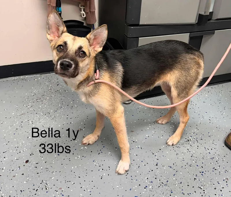 A young medium-sized female German Shepherd Dog dog named Bella for adoption in New York, NY
