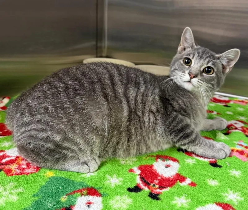 A baby small-sized female Tabby (Gray / Blue / Silver) Domestic Short Hair cat named Kansas for adoption in Columbus, NE