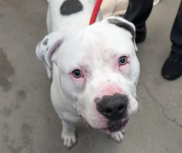 A young large-sized male Pit Bull Terrier dog named Orion for adoption in Tucson, AZ