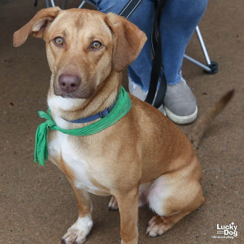 A young medium-sized male Shepherd dog named Dobby for adoption in Washington, DC