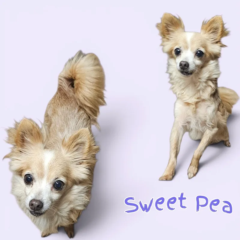 An adult small-sized female Apricot / Beige Chihuahua dog named Sweet Pea for adoption in Chesnee, SC