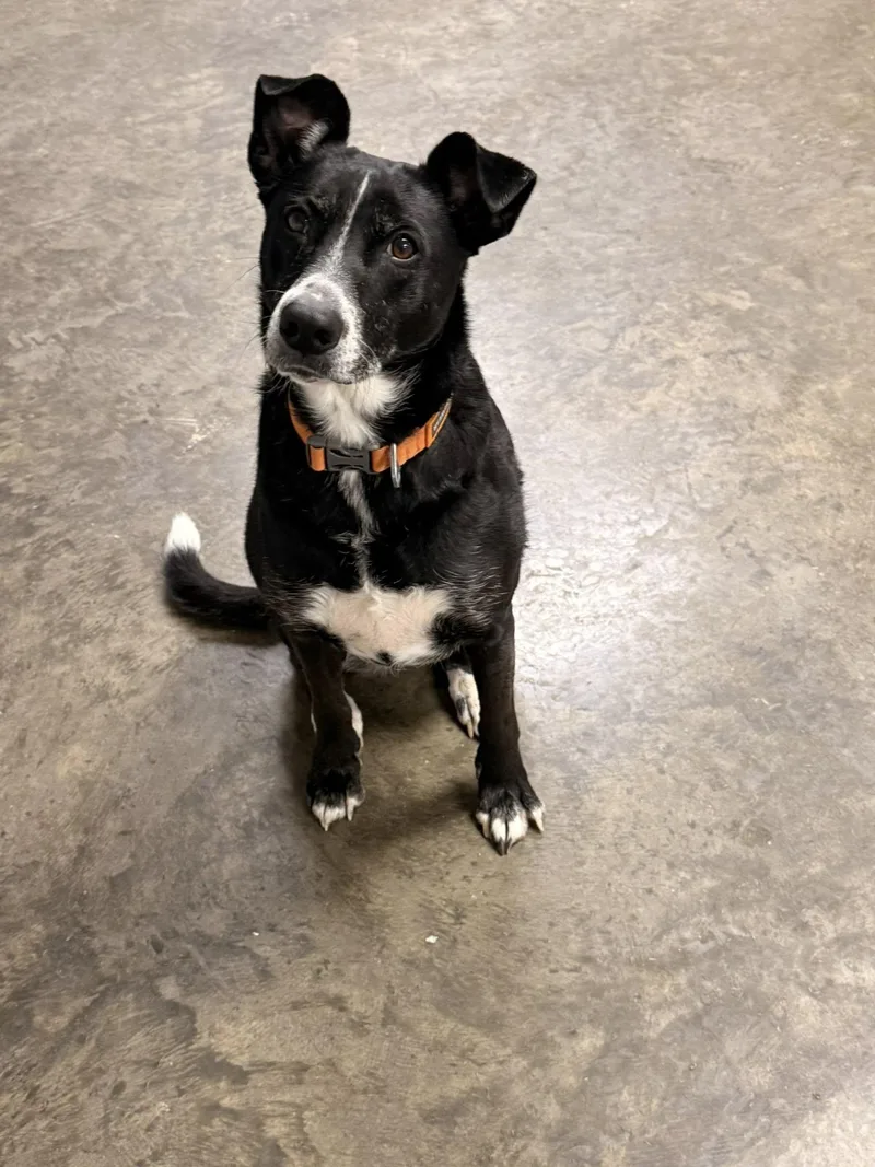 An adult large-sized female Black Mixed Breed dog named Nyx for adoption in Indianapolis, IN