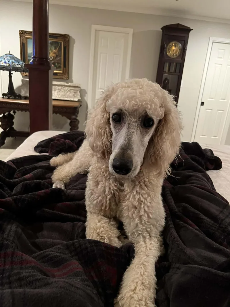 Willow The Standard Poodle thumbnail 2