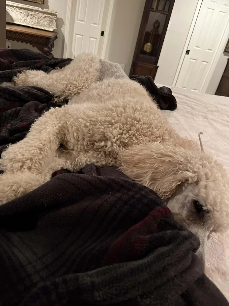 Willow The Standard Poodle thumbnail 3