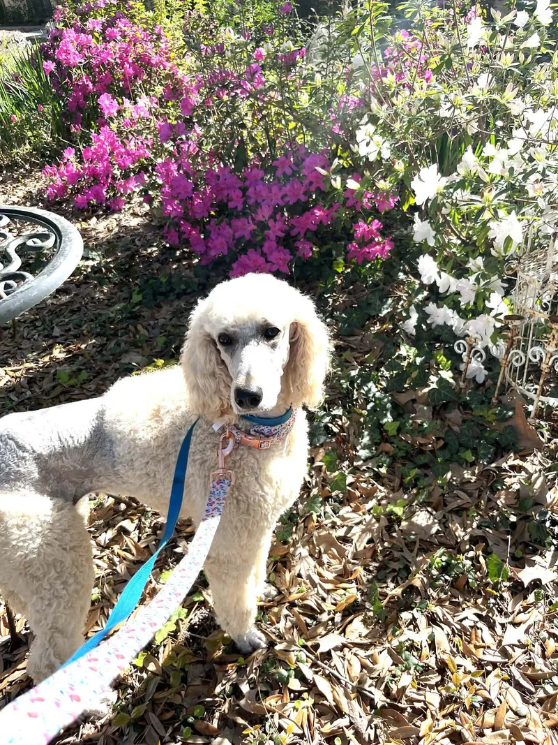Willow The Standard Poodle