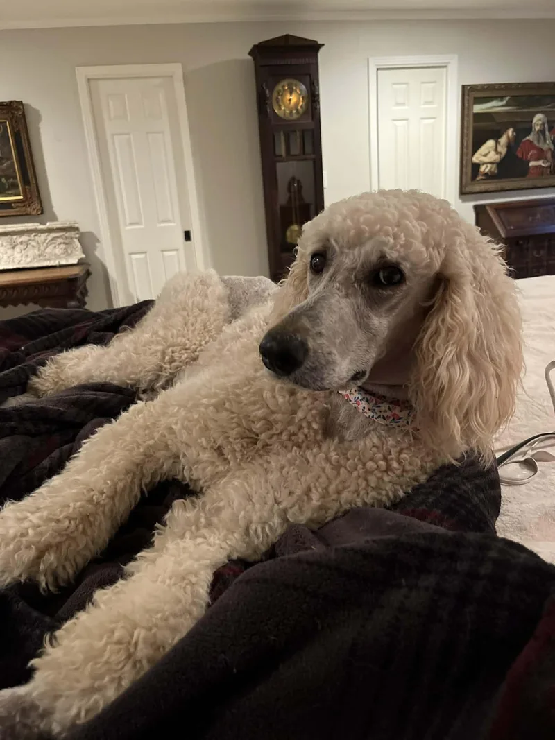 Willow The Standard Poodle thumbnail 5