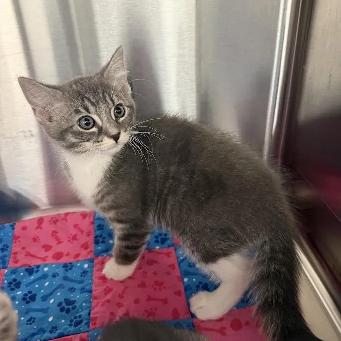 A baby small-sized female Gray / Blue / Silver Domestic Short Hair cat named Summer for adoption in Grantsville, UT