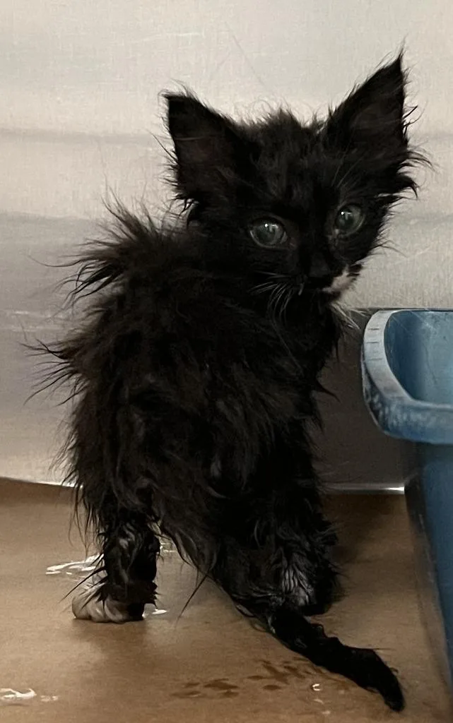 A baby small-sized male Domestic Short Hair cat named Nemo for adoption in Cartersville , GA