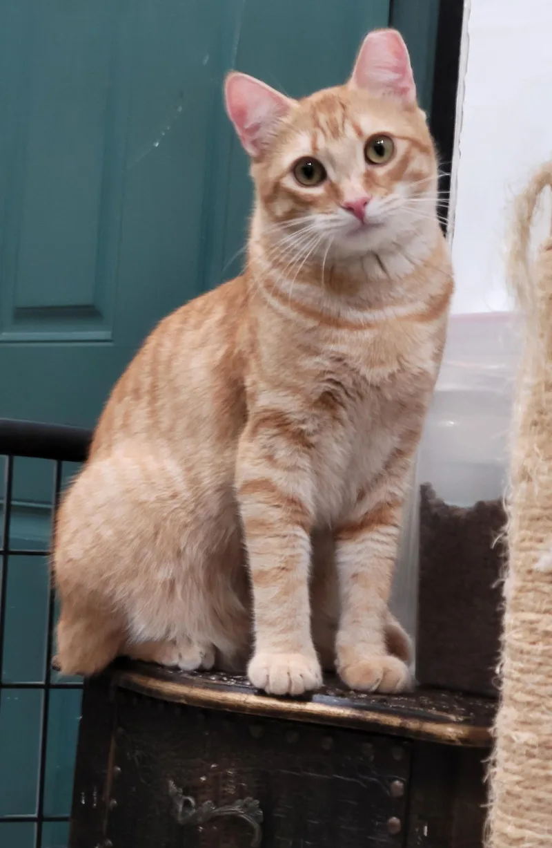 A young medium-sized male Tabby (Orange / Red) Domestic Short Hair cat named Chichi for adoption in San Jose, CA